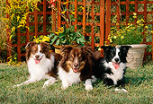 DOG 01 CE0140 01
Three Australian Shepherds Laying On Grass By Flowers Trellis
