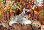 DOG 01 CE0141 01
Miniature Schnauzer Laying On Logs By Autumn Trees