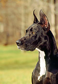 DOG 01 CE0143 01
Profile Shoulder Shot Of Great Dane Sitting On Grass By Trees
