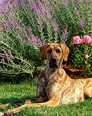 DOG 01 CE0144 01
Great Dane Laying On Grass By Flowers