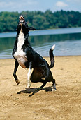 DOG 01 CE0145 01
Border Collie Leaping And Barking By Lake