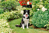 DOG 01 CE0156 01
Border Collie Sitting On Grass By Flowers