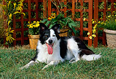 DOG 01 CE0157 01
Border Collie Laying On Grass By Trellis And Yellow Potted Flowers