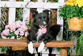 DOG 01 CE0158 01
Border Collie Laying On Bench By Fence And Potted Flowers