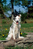 DOG 01 CE0160 01
Blue Merle Border Collie Sitting On Stone Wall By Yellow Flowers Trees