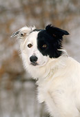 DOG 01 CE0161 01
Blue Merle Border Collie Sitting On Stone Wall By Yellow Flowers Trees