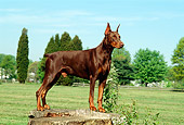 DOG 01 CE0163 01
Doberman Pinscher Standing On Tree Stump By Trees Blue Sky