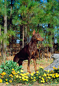 DOG 01 CE0164 01
Doberman Pinscher Standing On Log By Yellow Flowers Trees