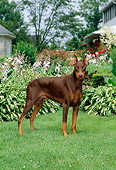 DOG 01 CE0166 01
Doberman Pinscher Standing On Grass By Flowers Trees