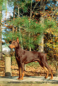 DOG 01 CE0167 01
Doberman Pinscher Standing On Dock By Trees