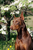 DOG 01 CE0169 01
Shoulder Shot Of Doberman Pinscher Sitting By Flowering Trees