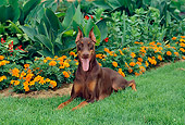 DOG 01 CE0171 01
Doberman Pinscher Laying In Grass By Orange Flowers
