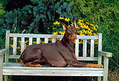 DOG 01 CE0172 01
Doberman Pinscher Laying On Bench By Shrubs Flowers
