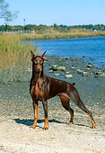 DOG 01 CE0173 01
Doberman Pinscher Standing On Beach By Tall Grass Blue Sky