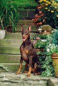 DOG 01 CE0174 01
Doberman Pinscher Sitting On Steps By Flowers