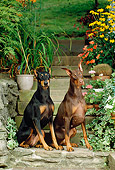 DOG 01 CE0175 01
Two Doberman Pinschers Sitting On Steps By Flowers