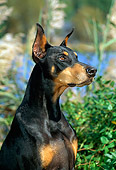 DOG 01 CE0178 01
Shoulder Shot Of Doberman Pinscher Sitting By Shrubs Reeds Water