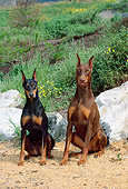 DOG 01 CE0179 01
Female And Male Doberman Pinschers Sitting By Boulders Foliage Flowers