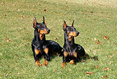 DOG 01 CE0180 01
Female And Male Doberman Pinschers Laying On Grass