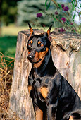 DOG 01 CE0181 01
Shoulder Shot Of German Pinscher Sitting By Tree Stump