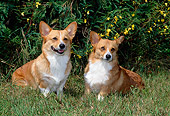 DOG 01 CE0184 01
Two Pembroke Welsh Corgis Sitting On Grass By Yellow Flowers