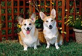 DOG 01 CE0185 01
Two Pembroke Welsh Corgis Sitting On Grass By Trellis And Yellow Flowers