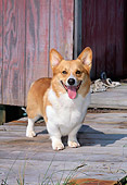 DOG 01 CE0186 01
Pembroke Welsh Corgi Standing On Dock By Boathouse