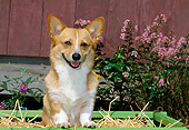 DOG 01 CE0187 01
Pembroke Welsh Corgi Standing In Cart By Flowers Barn