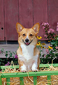 DOG 01 CE0188 01
Pembroke Welsh Corgi Standing In Cart By Flowers Barn