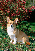 DOG 01 CE0189 01
Pembroke Welsh Corgi Sitting On Grass By Autumn Shrub
