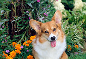 DOG 01 CE0190 01
Shoulder Shot Of Pembroke Welsh Corgi Sitting By Flowers
