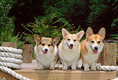 DOG 01 CE0191 01
Three Pembroke Welsh Corgis Standing At End Of Dock