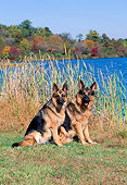 DOG 01 CE0192 01
German Shepherd Female And Male Sitting On Grass By Lake Blue Sky