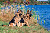 DOG 01 CE0193 01
German Shepherd Female And Male Sitting On Grass By Lake
