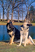 DOG 01 CE0194 01
German Shepherd Female And Male Sitting On Grass By Lake And Trees