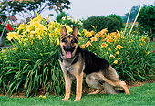 DOG 01 CE0196 01
German Shepherd Standing On Grass By Yellow Flowers