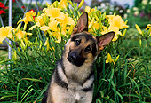 DOG 01 CE0198 01
Shoulder Shot Of German Shepherd Sitting By Yellow Flowers