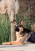 DOG 01 CE0202 01
Shoulder Shot Of German Shepherd Laying On Dock By Reeds