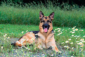 DOG 01 CE0205 01
German Shepherd Laying On Grass By White Flowers