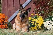 DOG 01 CE0206 01
German Shepherd Laying On Grass By Flowers And Barn