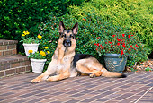 DOG 01 CE0207 01
German Shepherd Laying On Brick Patio By Flowers And Shrub
