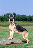 DOG 01 CE0210 01
German Shepherd Stepping On Rock In Field By Trees Blue Sky