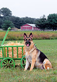 DOG 01 CE0211 01
German Shepherd Sitting In Field By Hay Cart Trees Barn