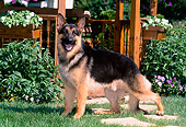 DOG 01 CE0212 01
German Shepherd Standing By Gazebo