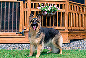 DOG 01 CE0213 01
German Shepherd Standing By Gazebo