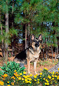 DOG 01 CE0214 01
German Shepherd Stepping On Log By Yellow Flowers Pine Trees