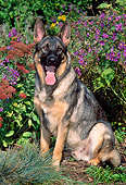 DOG 01 CE0215 01
German Shepherd Sitting In Garden By Purple Flowers