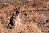 DOG 01 CE0216 01
German Shepherd Sitting In Marsh In Autumn