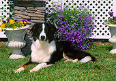 DOG 01 CE0217 01
English Shepherd Laying On Grass By Trellis And Potted Flowers