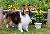 DOG 01 CE0218 01
Shetland Sheepdog Standing On Grass By Fence And Flowers